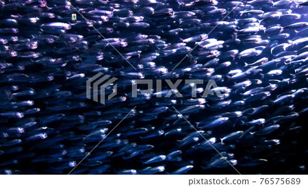Sardine performance Sardine performance 76575689