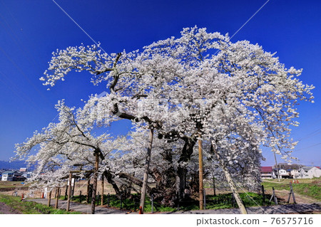 Stone cherry tree 76575716