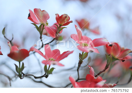 Dogwood Dogwood 76575792