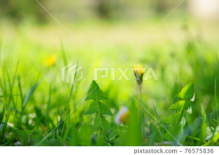 草蒲公英/背景模糊 3 76575836