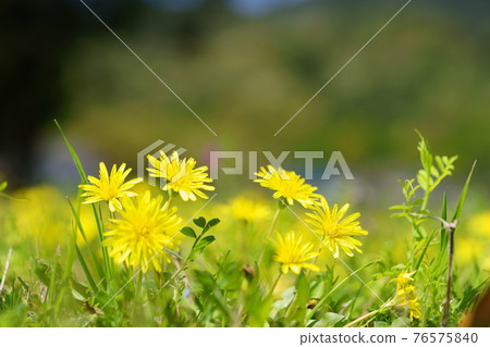 Grassy dandelion / background blur 5 Grassy dandelion / background blur 5 76575840