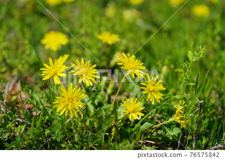 Grassy dandelion / background blur 7 Grassy dandelion / background blur 7 76575842
