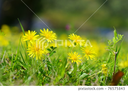 Grassy dandelion / background blur 8 Grassy dandelion / background blur 8 76575843