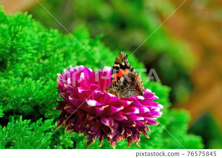紅蛺蝶、大紅蛺蝶、橙蛺蝶(Vanessa indica) 紅蛺蝶、大紅蛺蝶、橙蛺蝶(Vanessa indica) 76575845