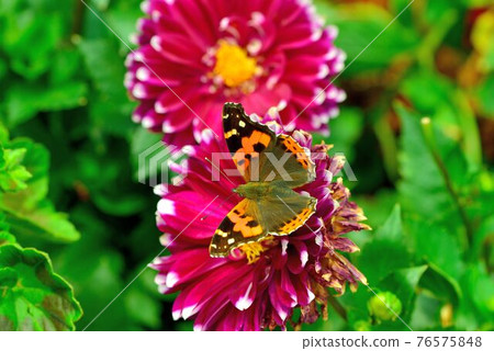 紅蛺蝶、大紅蛺蝶、橙蛺蝶(Vanessa indica) 76575848