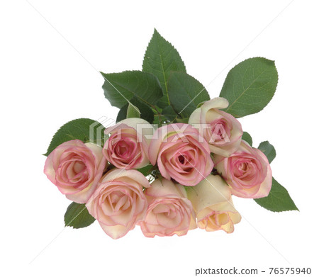白色背景上的新鮮玫瑰花棚拍 76575940