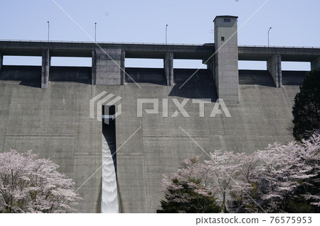 When the Hase Dam cherry blossoms bloom 76575953