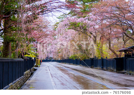 角館櫻花武士住宅街櫻花隧道 76576098
