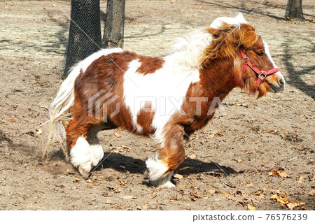 Cute horses on the ranch 76576239
