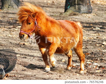 Cute horses on the ranch 76576246