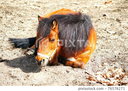 Cute horses on the ranch 76576271