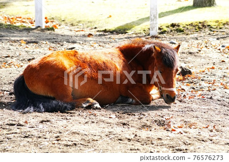 Cute horses on the ranch 76576273
