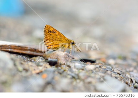 黃星弄蝶、狹翅黃星弄蝶(Ampittia virgata myakei Matsumura) 76576316