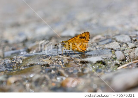 Yellow star butterfly, Amphitia virgata myakei Matsumura Yellow star butterfly, Amphitia virgata myakei Matsumura 76576321