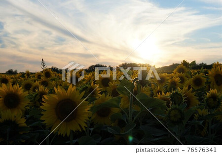北海道二世谷黃昏的向日葵 北海道二世谷黃昏的向日葵 76576341
