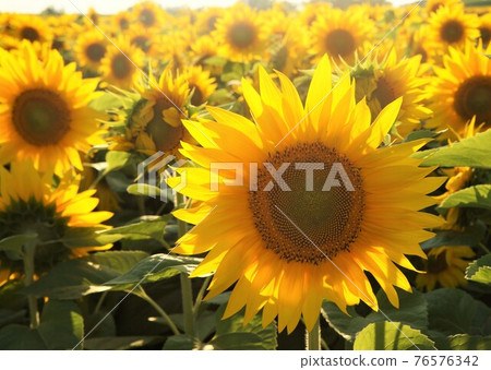 北海道二世谷向日葵 76576342