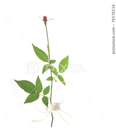 一朵新鮮的玫瑰花 一朵新鮮的玫瑰花 76576516