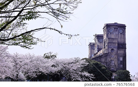 Negishi Forest Park and Cherry Blossoms 76576568