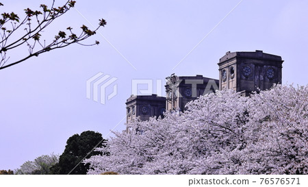 Negishi Forest Park and Cherry Blossoms Negishi Forest Park and Cherry Blossoms 76576571