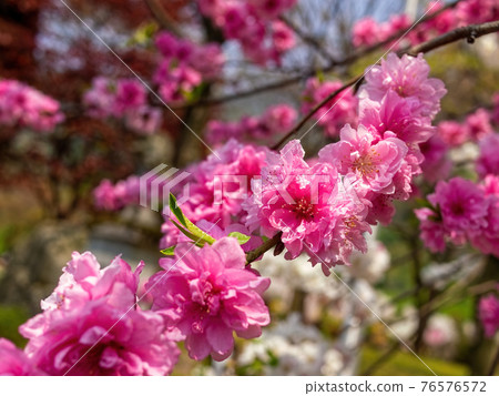 盛開的粉紅色花朵桃花 盛開的粉紅色花朵桃花 76576572