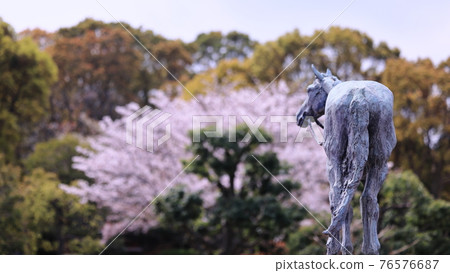 根岸森林公園和櫻花 根岸森林公園和櫻花 76576687
