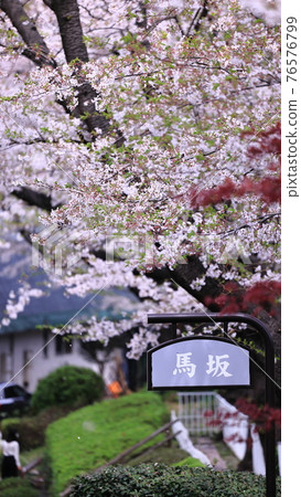 根岸森林公園和櫻花 根岸森林公園和櫻花 76576799