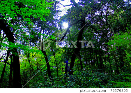 [Tokyo] Spring Meiji Jingu Gyoen, an oasis in a lush urban area 76576805