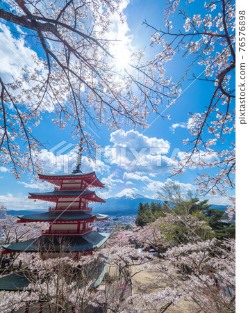 四月 山梨 / 富士吉田 富士山和新倉山淺間公園的忠塔和櫻花 四月 山梨 / 富士吉田 富士山和新倉山淺間公園的忠塔和櫻花 76576898