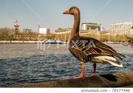 The wild greylag goose resting on stone wall on embankment of the river Thames in the downtown of London. The wild greylag goose resting on stone wall on embankment of the river Thames in the downtown of London. 76577496