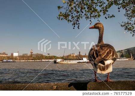 The wild greylag goose resting on stone wall on embankment of the river Thames in the downtown of London. The wild greylag goose resting on stone wall on embankment of the river Thames in the downtown of London. 76577529