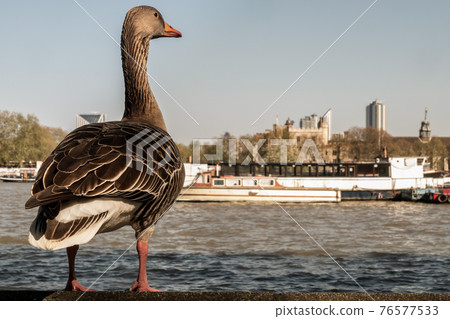 The wild greylag goose resting on stone wall on embankment of the river Thames in the downtown of London. The wild greylag goose resting on stone wall on embankment of the river Thames in the downtown of London. 76577533