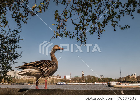 The wild greylag goose resting on stone wall on embankment of the river Thames in the downtown of London. The wild greylag goose resting on stone wall on embankment of the river Thames in the downtown of London. 76577535