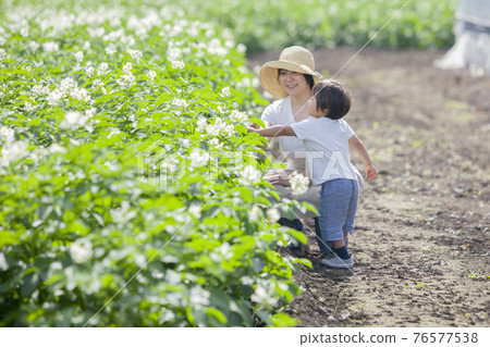 農民的父母和孩子在田裡玩耍 農民的父母和孩子在田裡玩耍 76577538