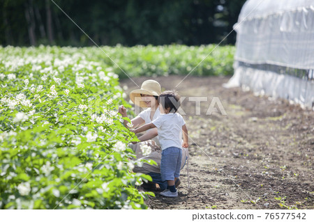 農民的父母和孩子在田裡玩耍 農民的父母和孩子在田裡玩耍 76577542