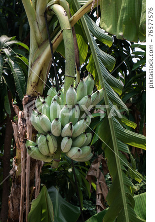Close up of Fresh Cultivated banana chain is growing from banana tree tropical plant. Close up of Fresh Cultivated banana chain is growing from banana tree tropical plant. 76577576