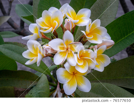 Group of white yellow plumeria frangipani flowers ( Leelawadee ) on green leaf background. Group of white yellow plumeria frangipani flowers ( Leelawadee ) on green leaf background. 76577650