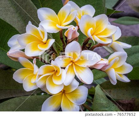 Group of white yellow plumeria frangipani flowers ( Leelawadee ) on green leaf background. Group of white yellow plumeria frangipani flowers ( Leelawadee ) on green leaf background. 76577652
