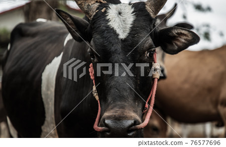 Close up of Black horned cow of native species with other cattle in the background in the cattlepen at farm. 76577696