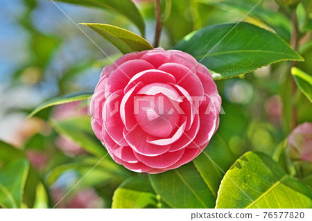 Pink flower 76577820