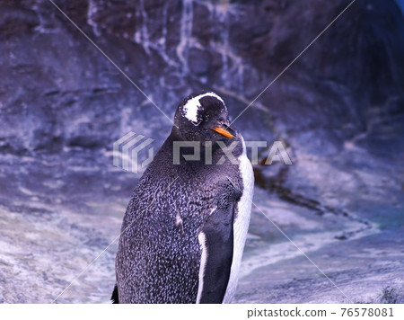 Cute penguin Cute penguin 76578081