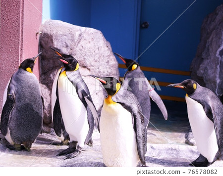 Cute penguin Cute penguin 76578082