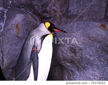 Cute penguin 76578083