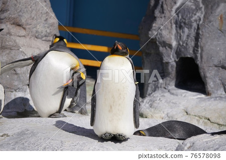 Cute penguin 76578098