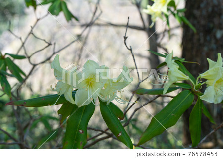 Hikagetsuji blooming on the west ridge of Tsuboyama 76578453
