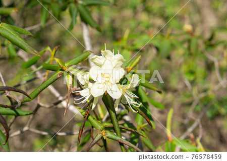 Hikagetsuji blooming on the west ridge of Tsuboyama Hikagetsuji blooming on the west ridge of Tsuboyama 76578459