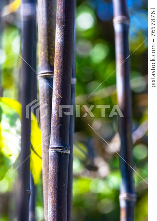 KUROCHIKU KUROCHIKU 76578761