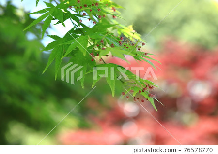 日本楓樹 (種子) 紅楓背景的幼葉、花朵和果實 76578770