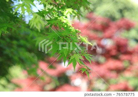 日本楓樹 (種子) 紅楓背景的幼葉、花朵和果實 76578775