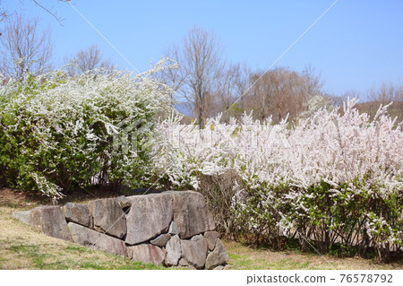 Willow flower 76578792