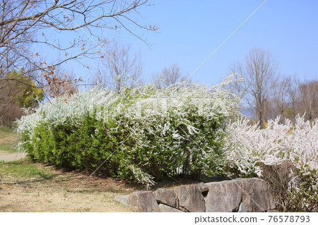 Willow flower 76578793
